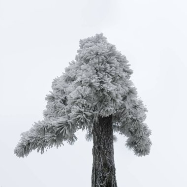 eski çam ağacı kışın