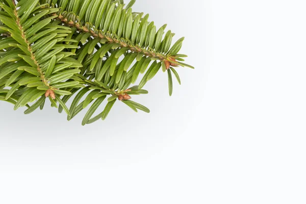 Green pine tree branch on white — Stock Photo, Image