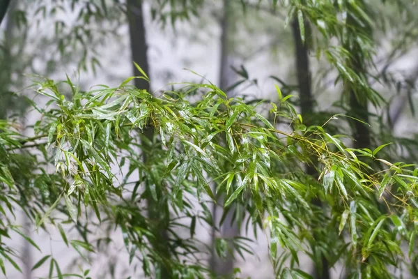 Bamboe bladeren in de mist — Stockfoto