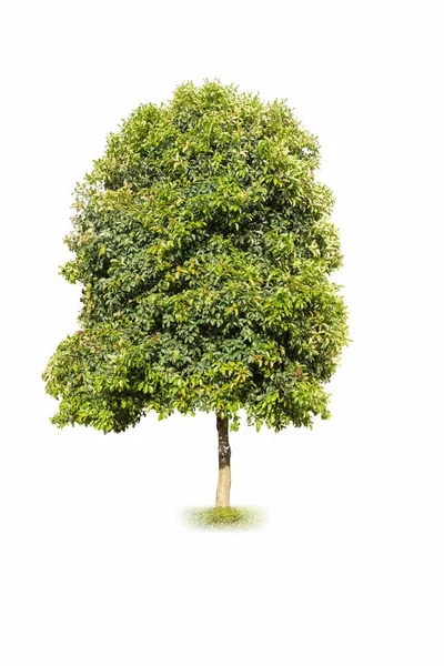Árvore osmanthus perfumada doce — Fotografia de Stock