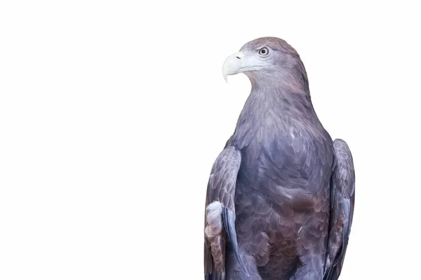 Grey sea eagle isolated — Stock Photo, Image