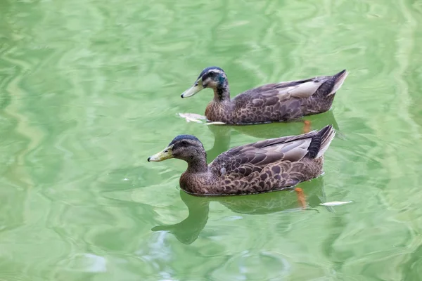 Yeşilbaş suda çifti — Stok fotoğraf