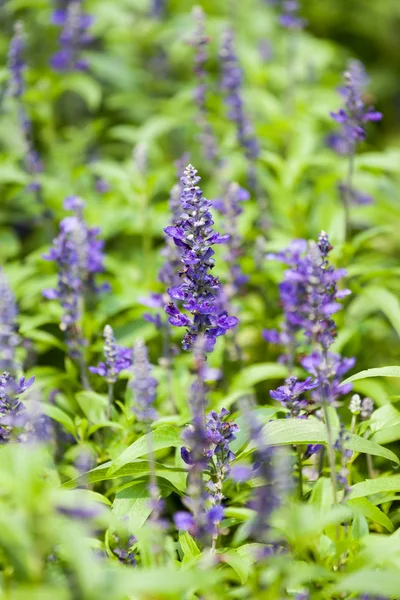 紫ブルー サルビアの花クローズ アップ — ストック写真