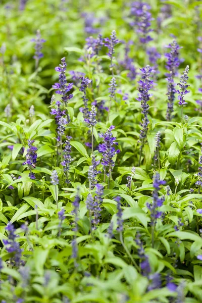 Kék virág zsálya fű — Stock Fotó