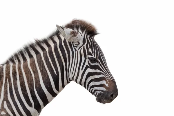 Zebra diisolasi dengan warna putih — Stok Foto