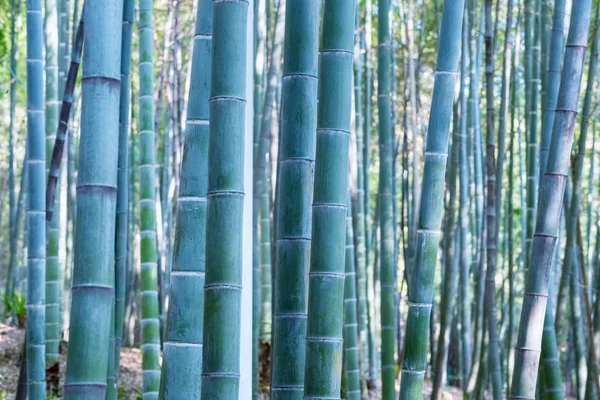 Bambu ormanda arka plan — Stok fotoğraf