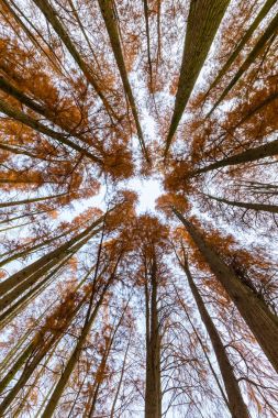 sonbahar metasequoia ormanda