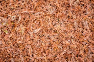 metasequoia solmuş yaprakların