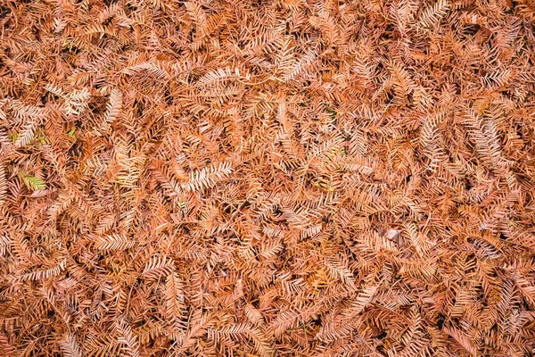 Withered leaves of metasequoia — Stock Photo, Image