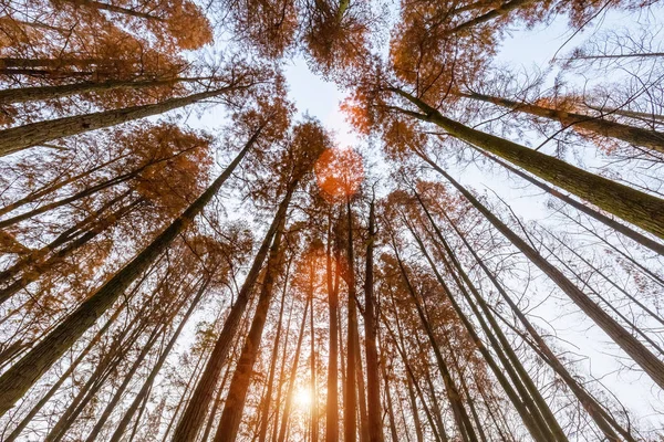 Metasekvoje lesy na podzim — Stock fotografie