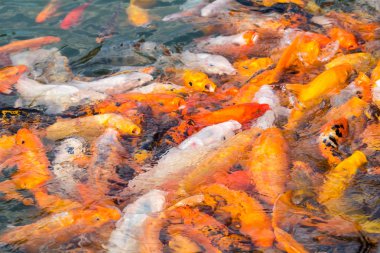 Koi balığı gölde