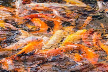 renkli koi balıkları