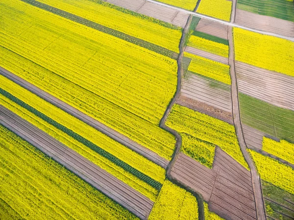 Champs de fleurs de colza de printemps — Photo