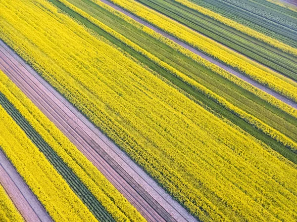 Kolza tohumu çiçek alanının havadan görünümü — Stok fotoğraf
