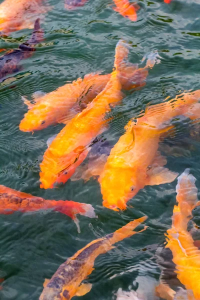 Peces koi de oro en el estanque —  Fotos de Stock