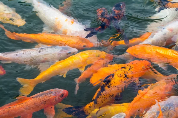 Färgglada koi fisk — Stockfoto