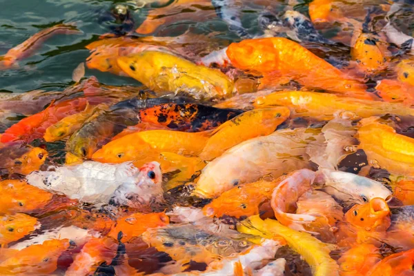 Πολλά ψάρια koi στα τρόφιμα — Φωτογραφία Αρχείου