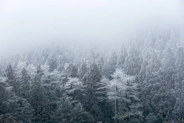 霧の中の冬の森 — ストック写真