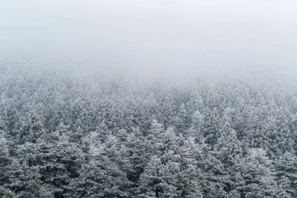 Fondo del bosque de invierno —  Fotos de Stock