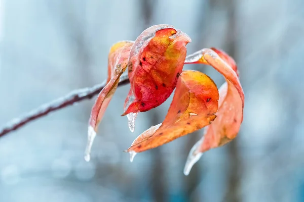 Frozen leaves in winter — Stock Photo, Image