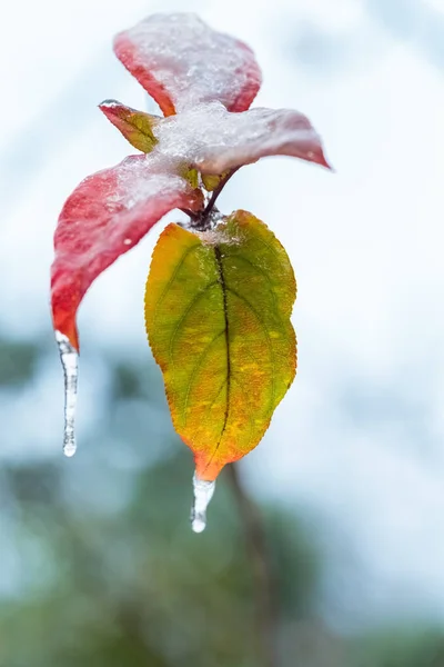 Gefrorene Blätter Nahaufnahme im Winter — Stockfoto