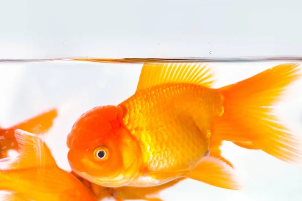 Zbliżenie złota rybka w akwarium — Zdjęcie stockowe