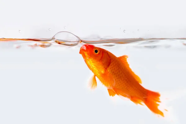 Peixinho dourado com bolha de ar no tanque de peixe de vidro — Fotografia de Stock