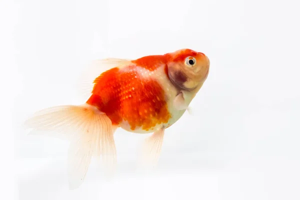 分離された美しい金魚 — ストック写真
