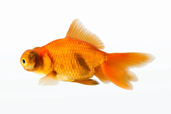 Goldfish isolated — Stock Photo, Image