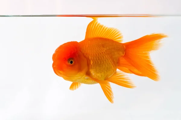 Goldfish closeup on the underwater — Stock Photo, Image