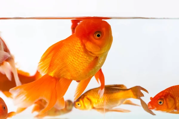 Zbliżenie piękna złota rybka — Zdjęcie stockowe