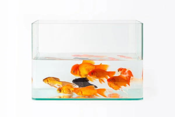 Glass fish tank with goldfish isolated — Stock Photo, Image