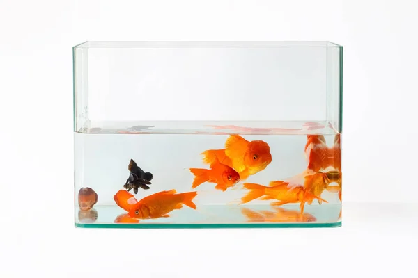 Goldfish in glass fish tank isolated — Stock Photo, Image