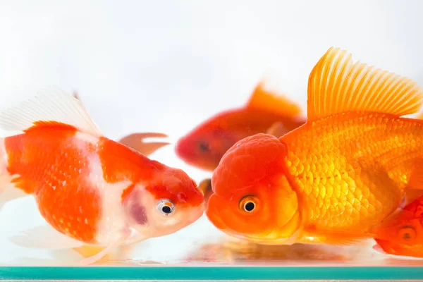Closeup zlaté rybky — Stock fotografie