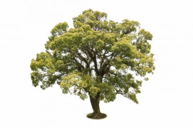 big tree isolated clipart