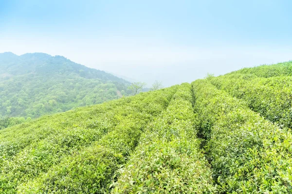 Tavaszi tea ültetvény — Stock Fotó