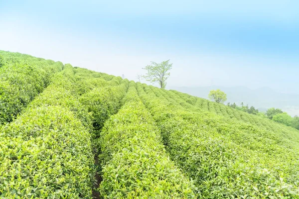 Tavaszi tea ültetvény — Stock Fotó
