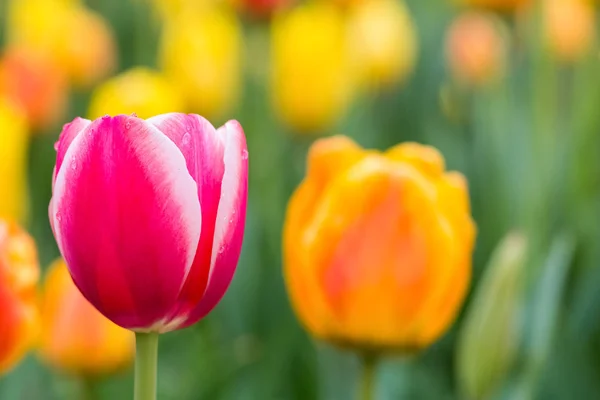 Tulipanes floreciendo primer plano en primavera —  Fotos de Stock