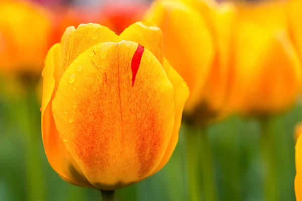 Tulipanes de belleza en flor primer plano —  Fotos de Stock