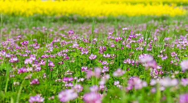 Tavasszal virágzó astragalus sinicus háttere — Stock Fotó