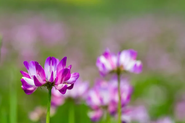 Astragalus sinicus Nahaufnahme — Stockfoto