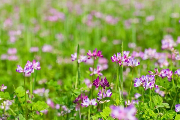 Flores de ervilhaca de leite florescendo em cropland — Fotografia de Stock
