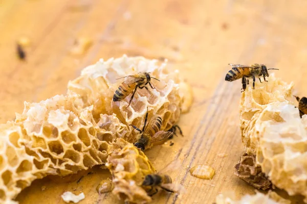 Primer plano de las abejas obreras en panal —  Fotos de Stock