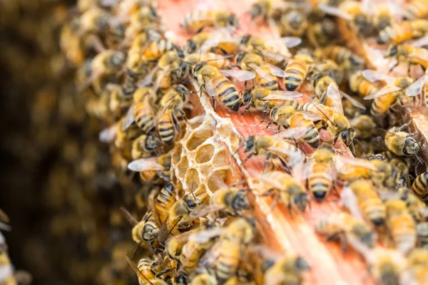 Abejas ocupadas en la colmena —  Fotos de Stock