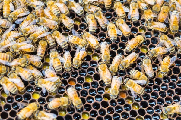 Abejas obreras en panal —  Fotos de Stock