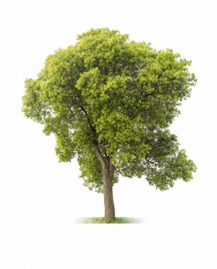 big tree on white clipart