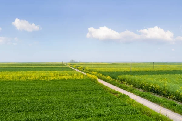 Hermoso campo en primavera — Foto de Stock