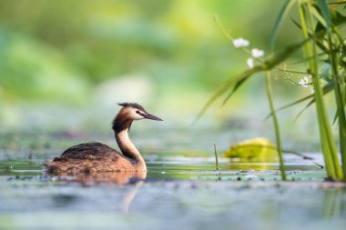 Büyük ibikli yunus gölü, podiseps kristali