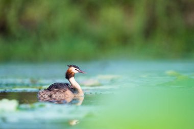 Gölde muhteşem bir ibikli yunus, Podiseps kristali