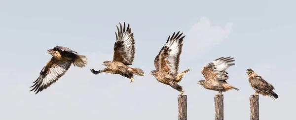 Upland Buzzard Takeoff Five Moments Qinghai Province Chin — Stock Photo, Image